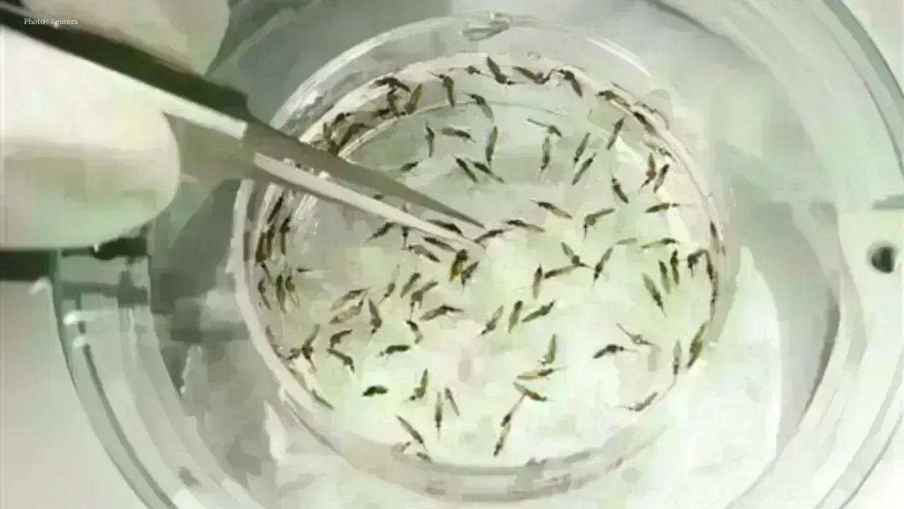 Google Aims to Release 32 Million Mosquitoes for Health Improvement