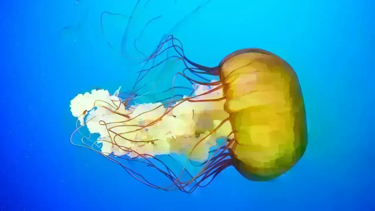 New Highly Venomous Box Jellyfish Found Near Sentosa