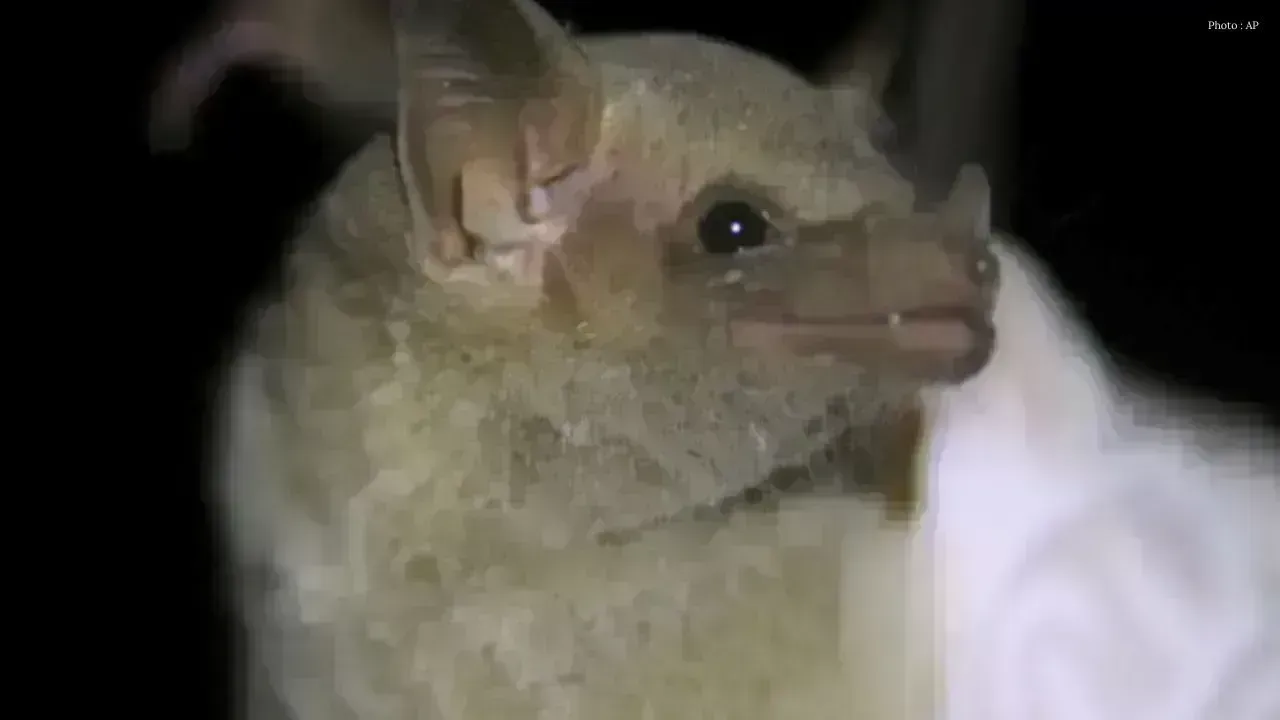 Hamilton Confirms Cases of Rabid Bats