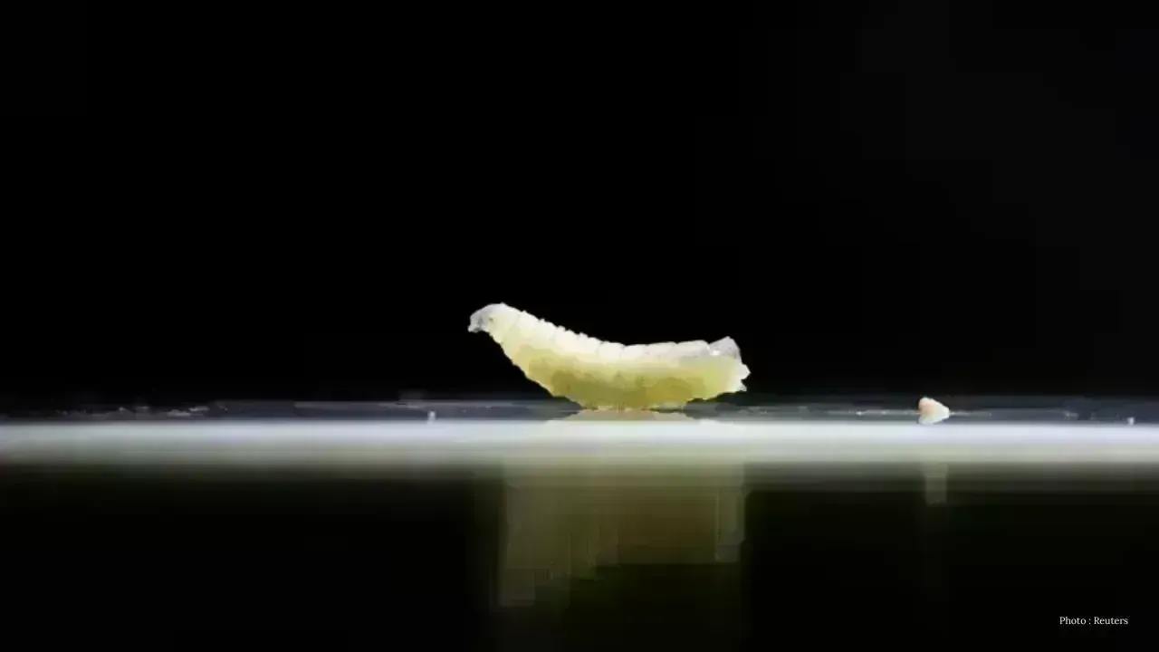 USDA Reports New World Screwworm in Texas Calf