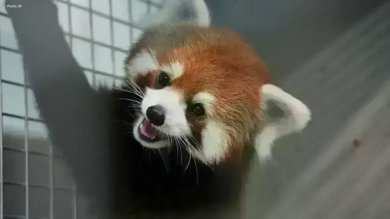 Taipei Zoo Welcomes Rare Red Panda Pair from China