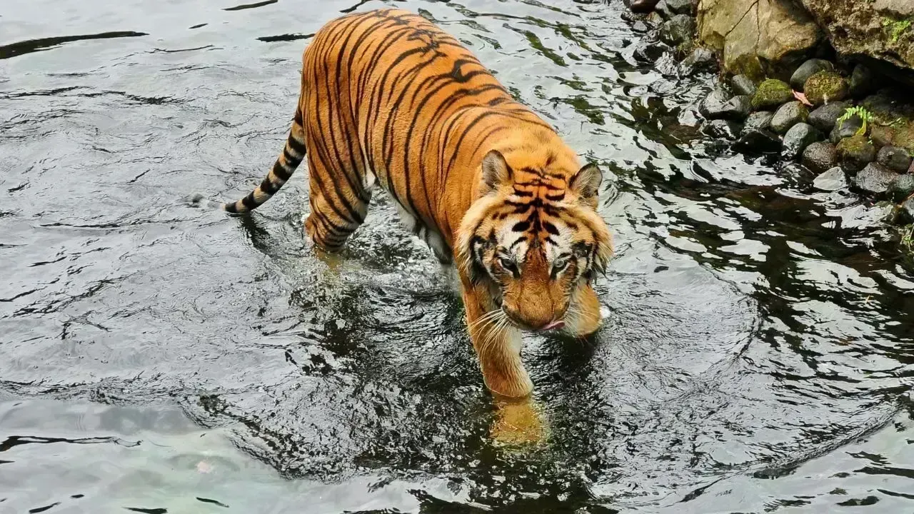 Malayan Tiger Sighting Confirmed Near Gua Musang Bridge