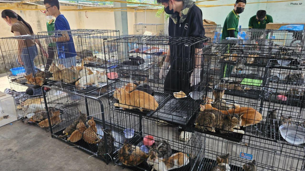 Vietnam Police Rescue 500 Cats in Major Animal Theft Bust