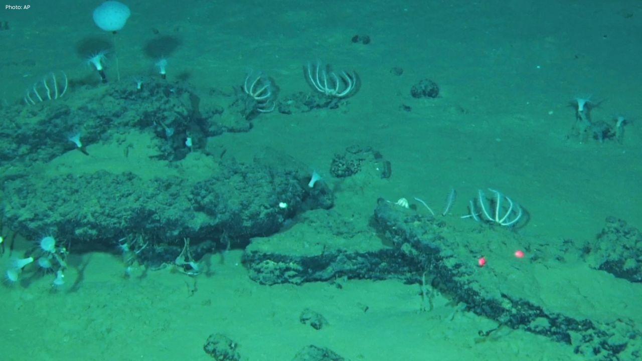 Ancient Whale Graveyard Found Deep In Indian Ocean