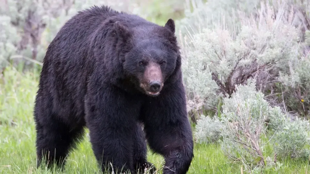 Bear Spray Accident Sends Five to Hospital in Japan