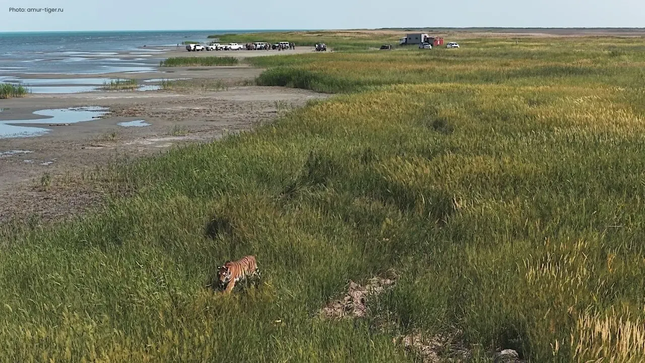 Kazakhstan Releases First Wild Tiger in Over 70 Years